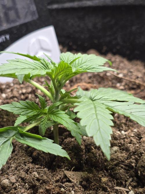 BananaTitan _ Sacarlett. Week 2