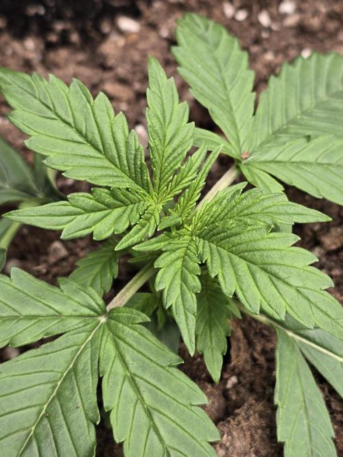 BananaTitan _ Sacarlett. Week 2 - Subiré esta hermosa genetica🌿✨️