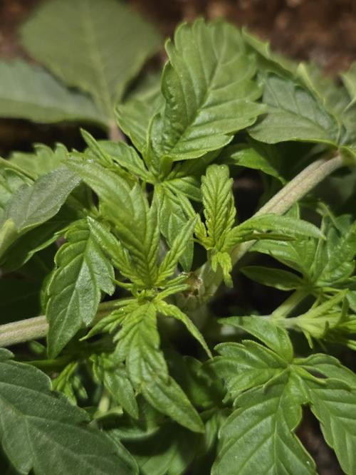 DiarioDeUnNovato. Week 2 - La cagueee
Accidental topping during LST 
will she recover?