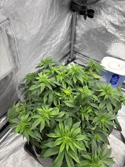 Pokus Donnyho 2 XD. Week 8