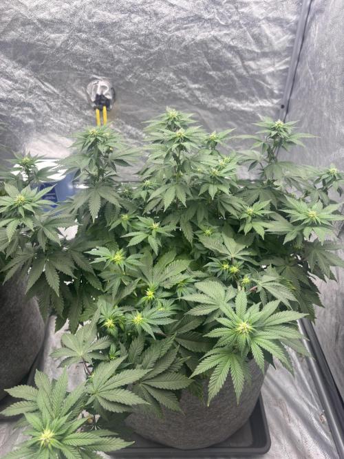 Pokus Donnyho 2 XD. Week 12