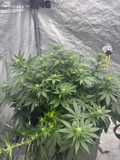Pokus Donnyho 2 XD. Week 12
