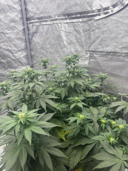 Bubblegum XL. Week 12