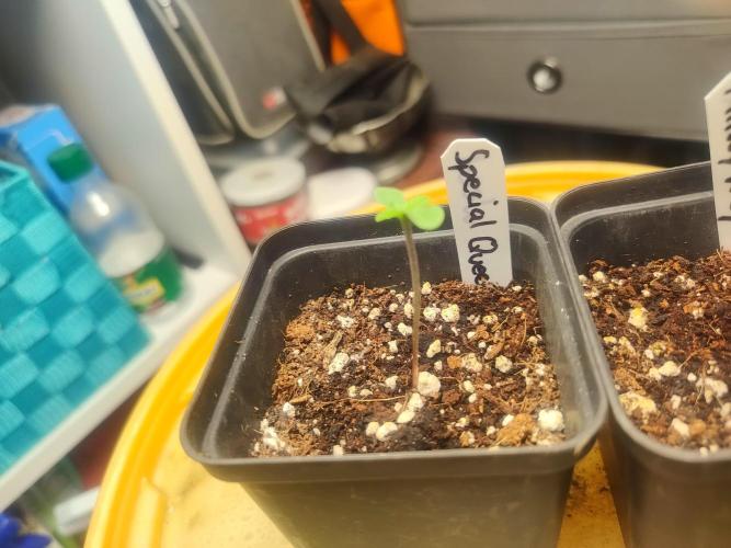 Special Queen #1 & Milky Way F1. Week 0