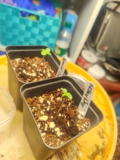 Special Queen #1 & Milky Way F1. Week 0