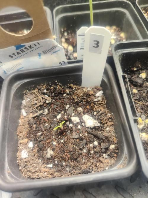 Sherbet Queen queen auto & Mystery 3 &4. Week 0 - Gerade eben entdeckt: heute, am 24.3. aus der Erde gekommen (als drittes)