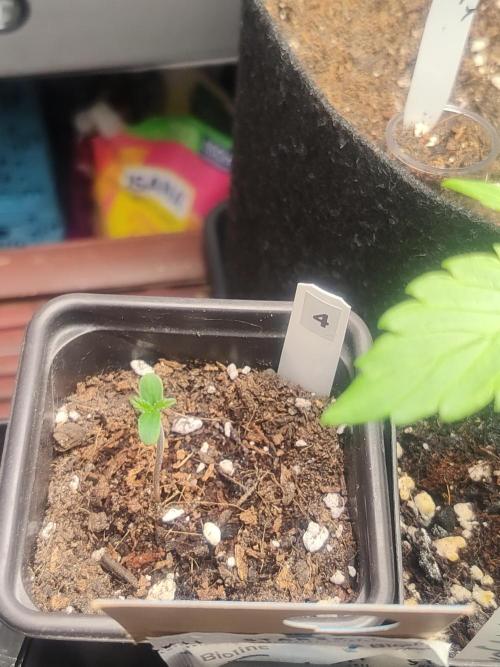 Sherbet Queen queen auto & Mystery 3 &4. Week 0 - Mystery 4, als zweites aus der Erde (22.3.)