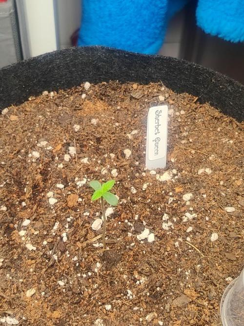 Sherbet Queen queen auto & Mystery 3 &4. Week 0 - Sherbet Queen auto war die erste, Keimung nach 1 Tag, aus der Erde am 21.3.