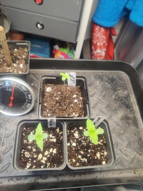 Special Queen #1 & Milky Way F1. Week 1