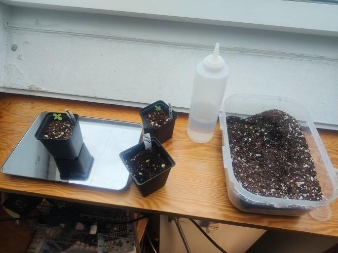 Special Queen #1 & Milky Way F1. Week 1