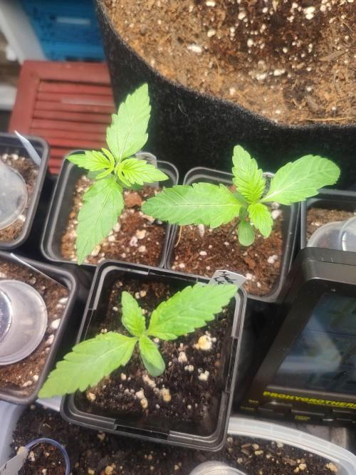 Special Queen #1 & Milky Way F1. Week 2