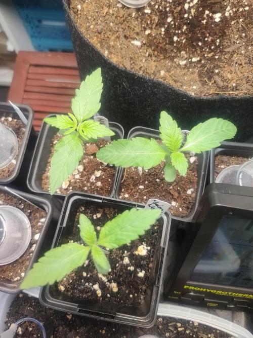 Special Queen #1 & Milky Way F1. Week 2