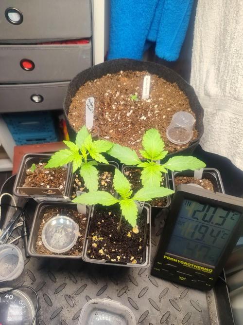 Special Queen #1 & Milky Way F1. Week 3