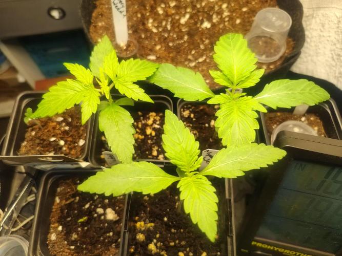 Special Queen #1 & Milky Way F1. Week 3
