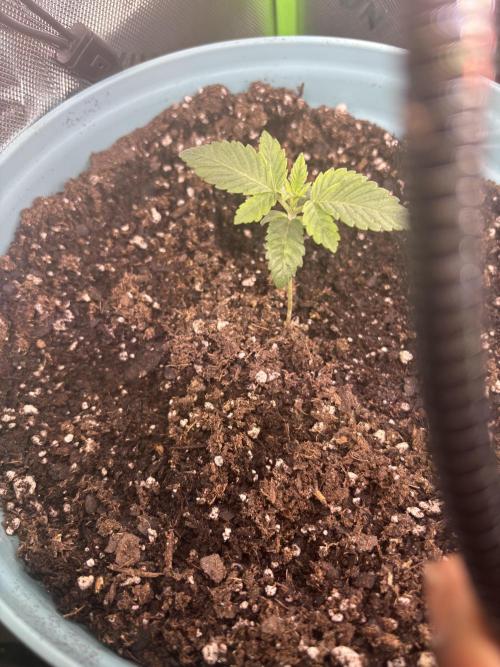 First serious grow as a newbie. Week 1 - I’m pretty sure this is Shiska - maybe - loll