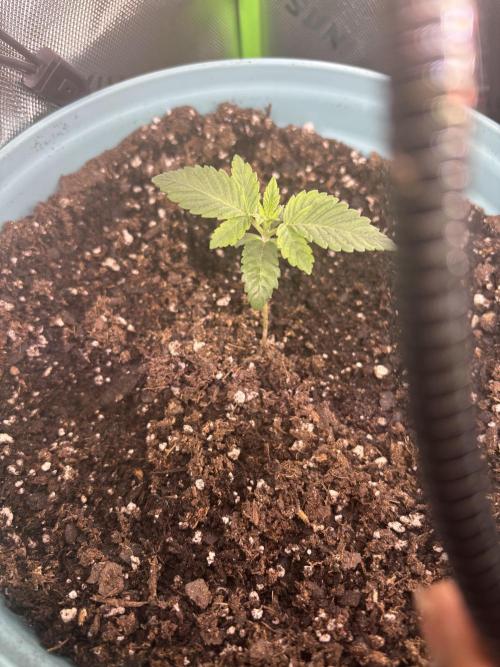 First serious grow as a newbie. Week 1 - Any advice is fine I’m purely an organic grower so no unnatural nutes