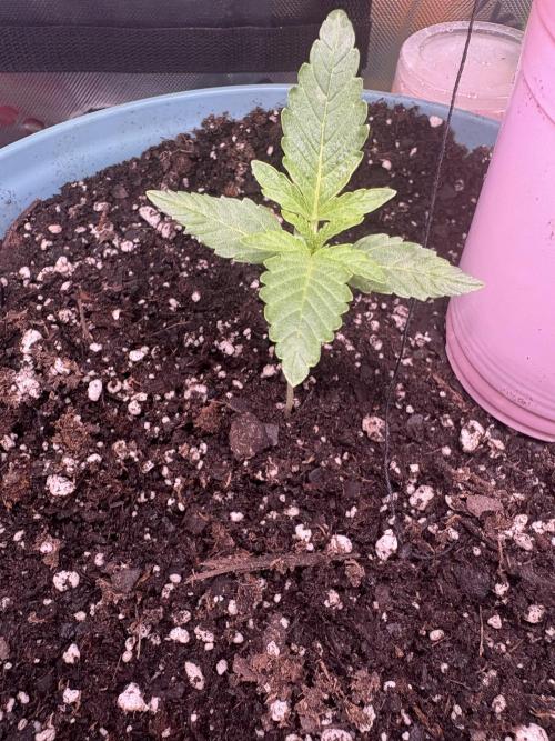 First serious grow as a newbie. Week 1 - This is for sure banana jealousy it was the runt and had a seed stuck on head 