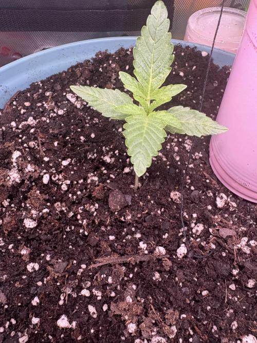 First serious grow as a newbie. Week 1 - Started as a hobby didn’t realize how much I would love bought this tiny tent 