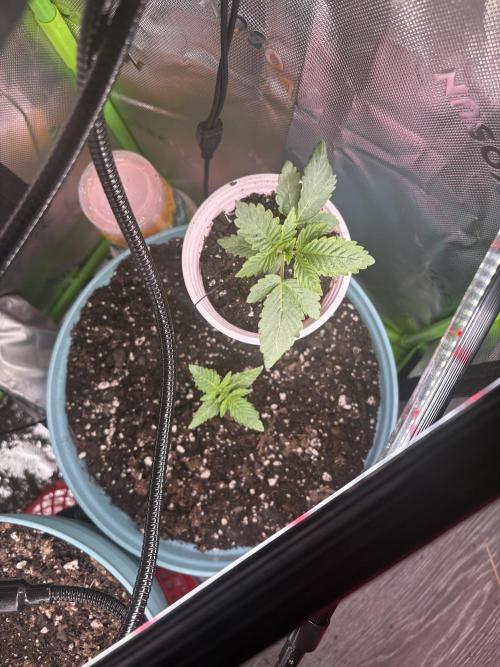 First serious grow as a newbie. Week 1 - 1 week and 3 days they will be moving into the big tent on their second week . 