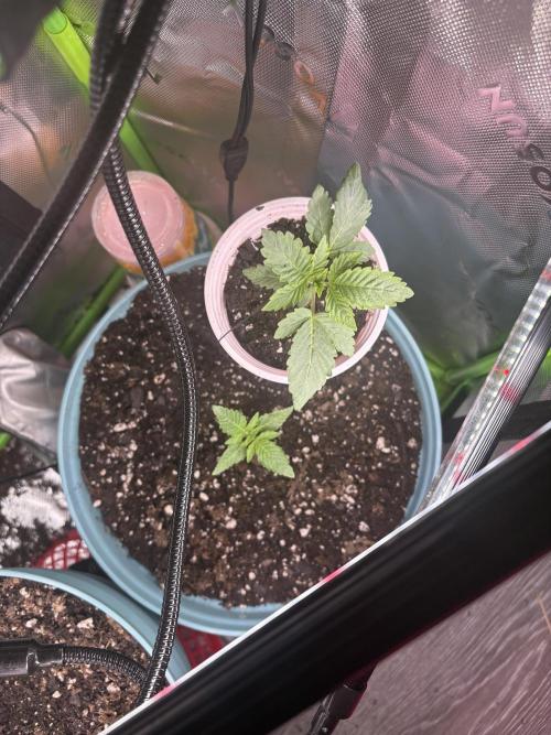 First serious grow as a newbie. Week 1 - So I kind of didn’t label them when I first transplanted them . 