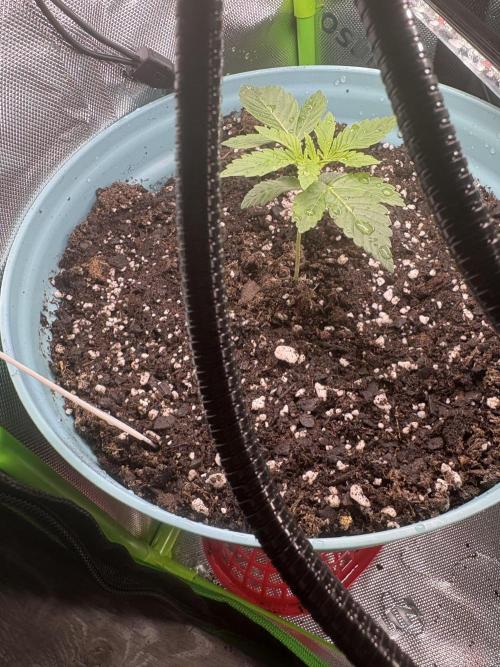 First serious grow as a newbie. Week 2