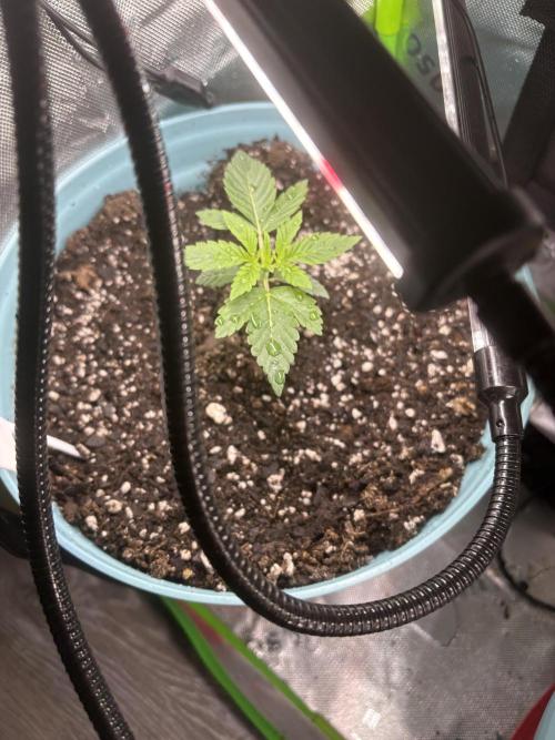 First serious grow as a newbie. Week 2