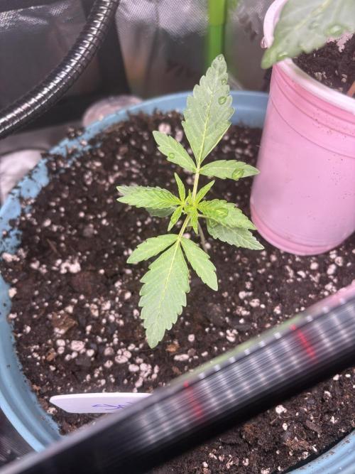First serious grow as a newbie. Week 2