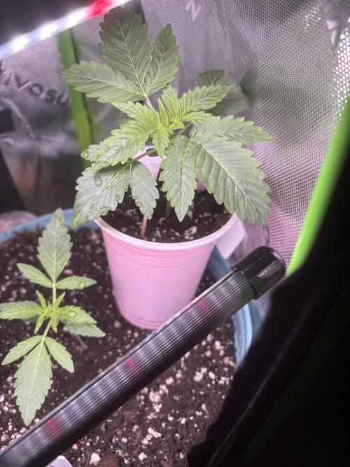 First serious grow as a newbie. Week 2