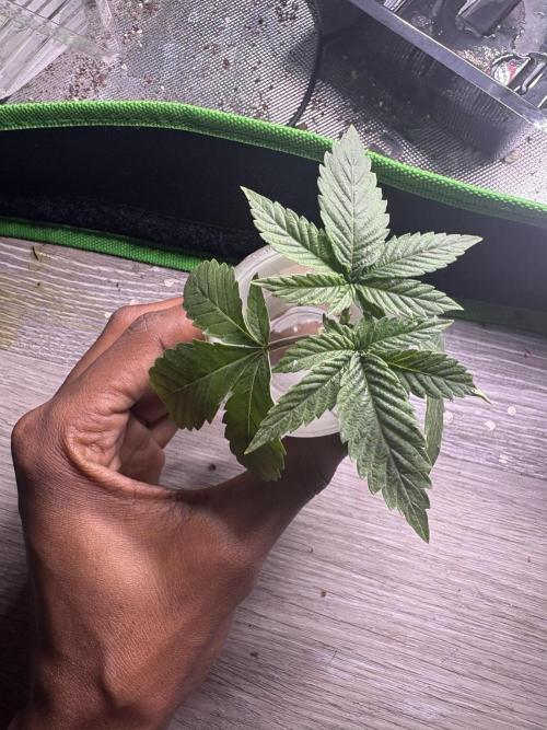 First serious grow as a newbie. Week 3