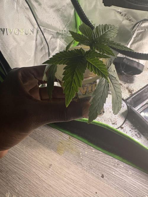 First serious grow as a newbie. Week 3