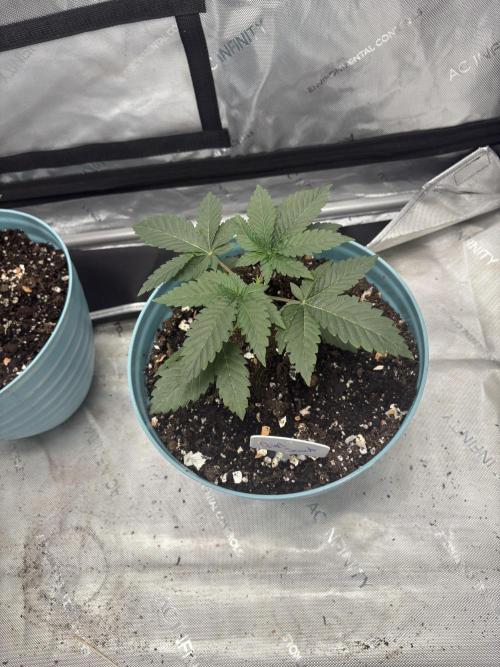 First serious grow as a newbie. Week 3