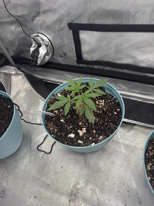 First serious grow as a newbie. Week 3