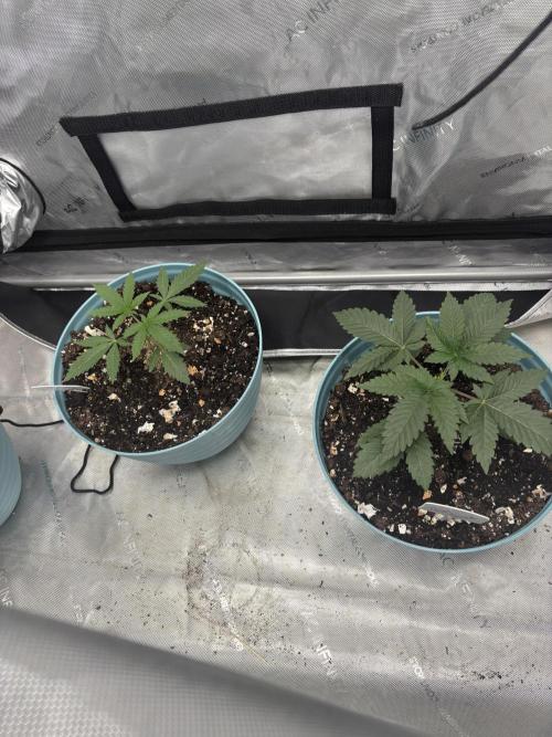 First serious grow as a newbie. Week 3