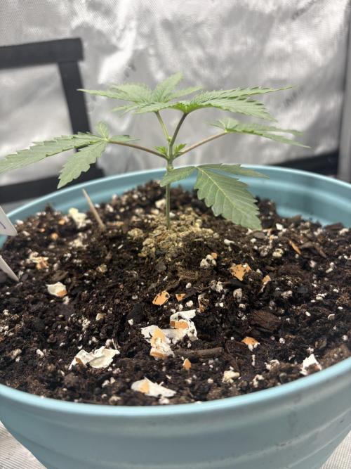 First serious grow as a newbie. Week 3