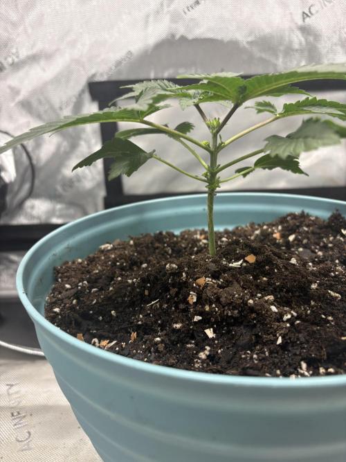First serious grow as a newbie. Week 3