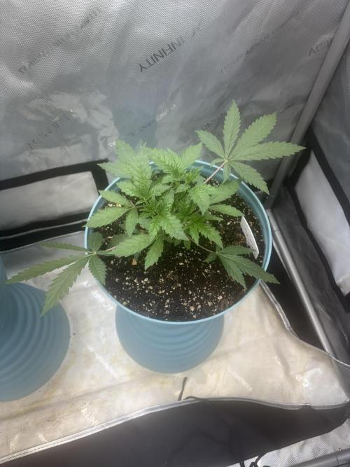 First serious grow as a newbie. Week 4