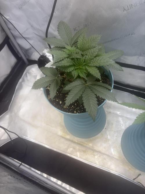 First serious grow as a newbie. Week 4