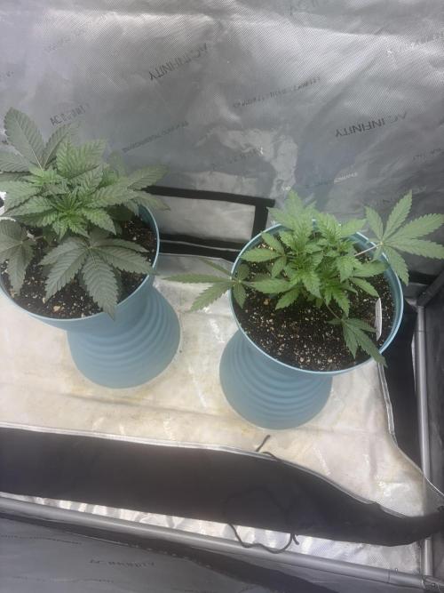 First serious grow as a newbie. Week 4