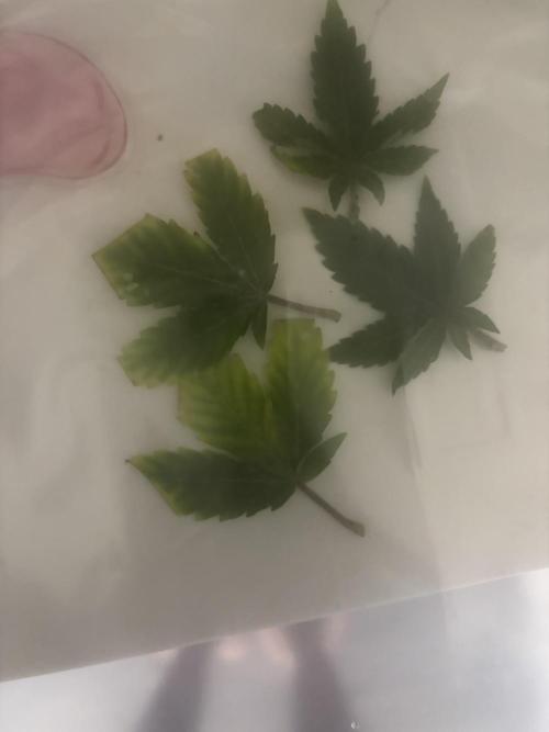 First serious grow as a newbie. Week 4
