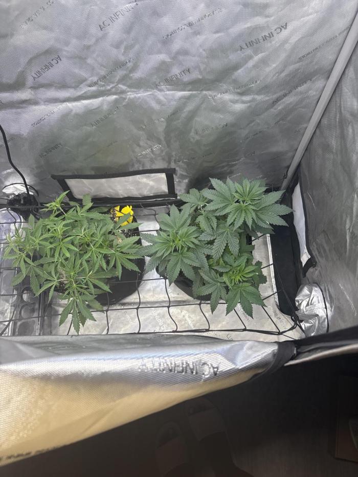First serious grow as a newbie. Week 5