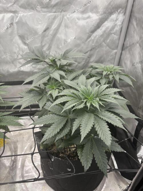 First serious grow as a newbie. Week 6
