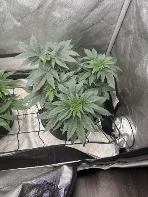 First serious grow as a newbie. Week 6