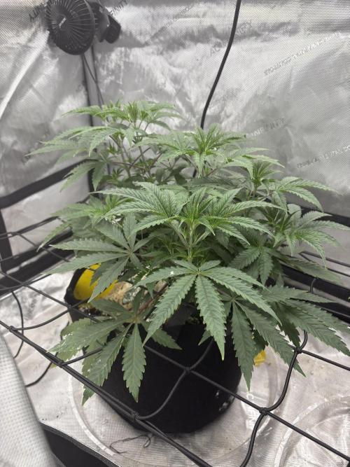 First serious grow as a newbie. Week 6