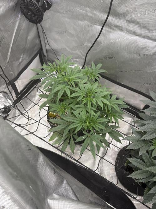 First serious grow as a newbie. Week 6
