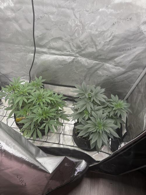 First serious grow as a newbie. Week 6