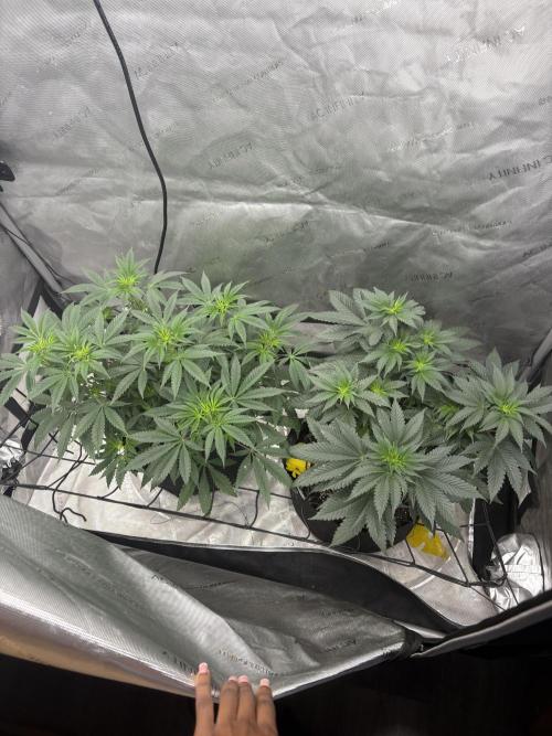 First serious grow as a newbie. Week 7