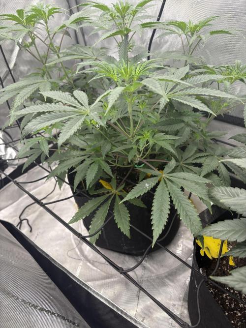 First serious grow as a newbie. Week 7