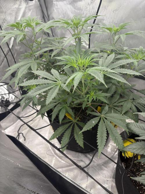 First serious grow as a newbie. Week 7