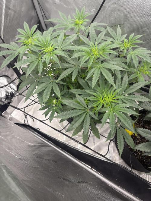 First serious grow as a newbie. Week 7