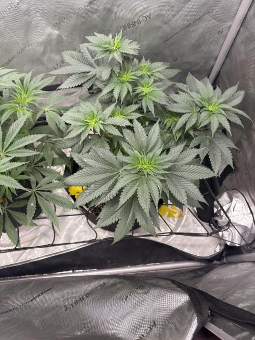 First serious grow as a newbie. Week 7